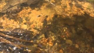 Cryptocoryne nurii var. nurii and Tropical fish in Mersing forest 【DIscoveryPlanet】