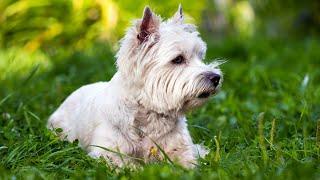 Westie Potty Training Tips and Tricks: A Guide to a Clean and Happy Home