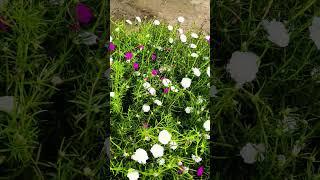 White and red portulaca plant in home garden #farming #garden #portulaca