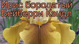 Ирис бородатый Бейберри Кэндл (iris)  обзор: как сажать, рассада ириса Бейберри Кэндл