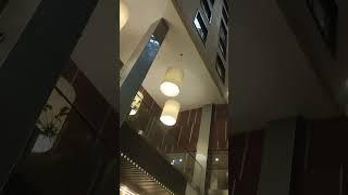 Рояль не в кустах)