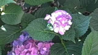 Our Multi-Colored Hydrangea