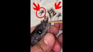 Kadango cichlid fish giving birth  #fish #fishingvideo