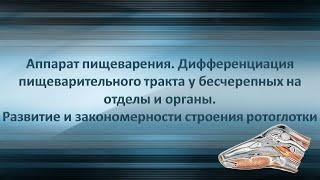 Аппарат пищеварения Ротоглотка. Видеолекция.