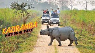 A Trip to Kaziranga National Park in Assam, India | Hotel & Resorts in Kaziranga #trending