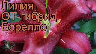 Лилия от-гибрид Борелло (lilium ot-hybrid borrello)  обзор: как сажать, луковицы лилии Борелло