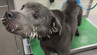 SPCA Removes Quills from Dog's Face