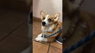 Corgi doesn’t like being alone!