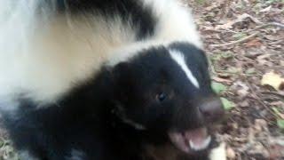 Vicious Skunk Attack