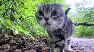 Cat Walk，Hamilton Conservation Authority, ON