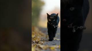 Schwarze Katze ‍⬛ | Aberglaube | Richtigstellung