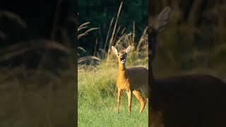 deer sounds to attract deer  deer sounds 