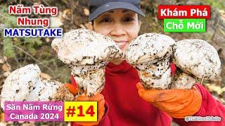 Săn Nấm Rừng Canada 2024: Phần 14 - Nấm Tùng Nhung | Matsutake | Pine Mushrooms | 마츠타케 | マツタケ |  松茸