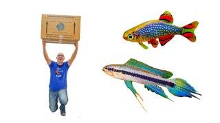 Aquarium Fish Import UNBOXING