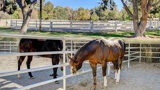 The Only Horse Property Guard Gated Community in Las Vegas Century Located 10 Mins for the Strip.