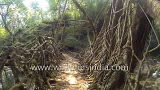 Living root bridges of Meghalaya