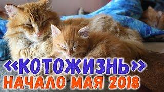 Первые майские дни 2018  КОТОЖИЗНЬ!