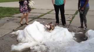 RCW 139 Bus Tours Presents: "OMG, there's a HUSKY playing in the snow!!!"