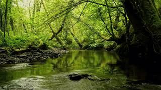 BEAUTIFUL FOREST SOUNDS, CALMING RIVER SOUNDS, FOREST BIRDSONG, NATURES MUSIC, ASMR