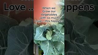 When we give our garden a lot of love…this happens  #humor #vegetablegarden