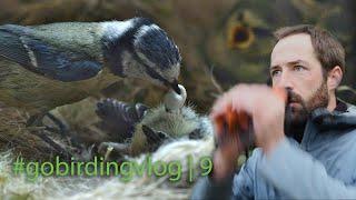 A Year in the Life of a Bird - Blue Tit | #gobirdingvlog​ 9 | Birding Vlog