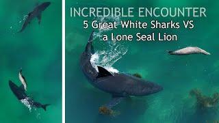 5 Great White Sharks Surround a Sea Lion in Intense Encounter