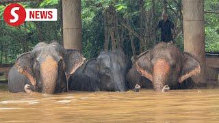 Thai sanctuary struggles to save elephants, animals after flash floods