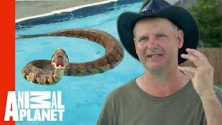 Face-to-Face With A Cottonmouth Snake | Call Of The Wildman