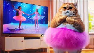 Fat Cat was Bullied at Dance school #cat #cutecat