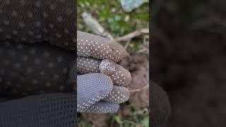 когда нашёл редкую монету#коп#монеты#деньги#находки#хобби#копилка