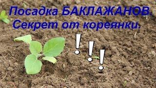 Посадка баклажанов. Секрет урожая от кореянки. Часть I.