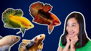 Are Plakat Betta Fish Worth It? My First Impressions