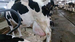 cuanto de leche produce al día una vaca holstein (hoster) ganado lechero 