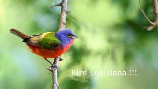 Bird Louisiana!