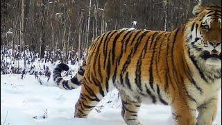 The rarest big cats and wildlife of Ussuri taiga! Amur tigers & Amur leopards!