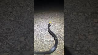 Black-bellied Centipede Snake (Tantilla moesta) from the Yucatán peninsula