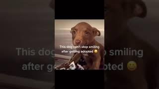 #dog #happy #viraltiktok #fypツ this dog bro