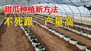 甜瓜种植新方法，只需一个袋子！不死棵，产量高！快学学新方法吧【付老师种植技术团队官方频道】