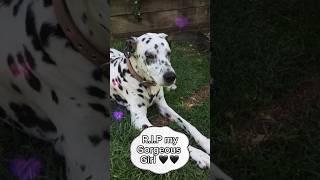 Our family dog-️lucy️-died of cancer 1-1/2 yrs ago (sub to ​⁠@EditsWCuddles)