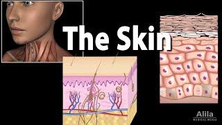 Anatomy and Physiology of the Skin, Animation