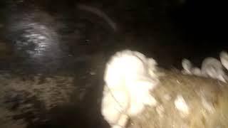PUK mushroom