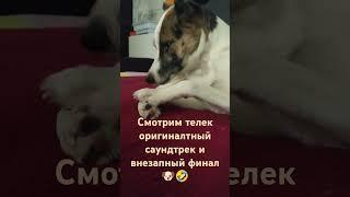 #деревня #dog #nature #pets #собака #собачка