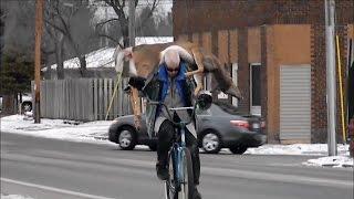 Man Carries Deer On His Bicycle | Jason Asselin