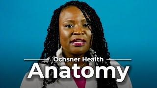 What is an Anatomy Ultrasound? with Sukari Theard, RDMS