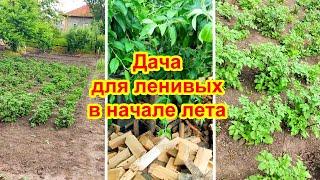 Дача для ленивых в начале лета