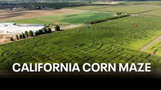 Watch Live: KTVU reporter tries to exit massive, world-record corn maze