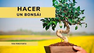 Cómo hacer un BONSÁI ️ Guía Principiantes​ ​ Jardinatis ​