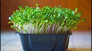 How to Grow Radish Microgreens