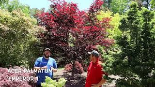 Acer Palmatum 'Emperor 1' Heat Tolerant Red - Specimen in the Garden! - JAPANESE MAPLES