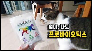 하루에 한포 고양이 유산균 캣 프로바이오틱스, A cat probiotics/토토네토스트